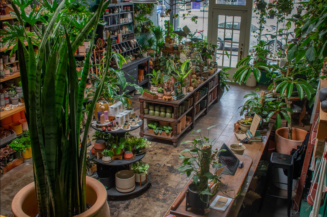 A Tale of Two Plant Havens: Paraíso Plant Studio & Crimson Horticultural Rarities in the East bay